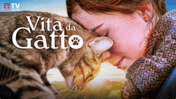 Vita da gatto