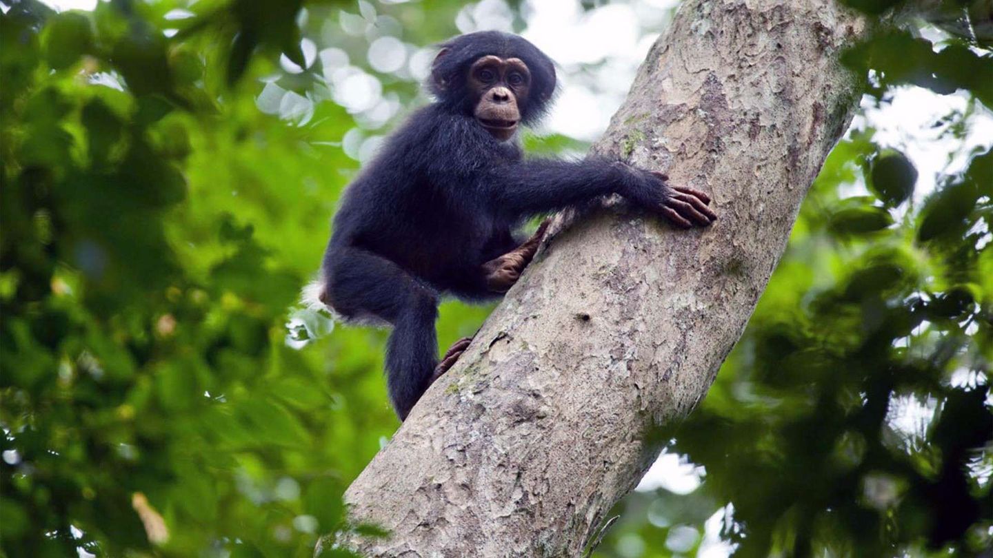 Chimpanzee