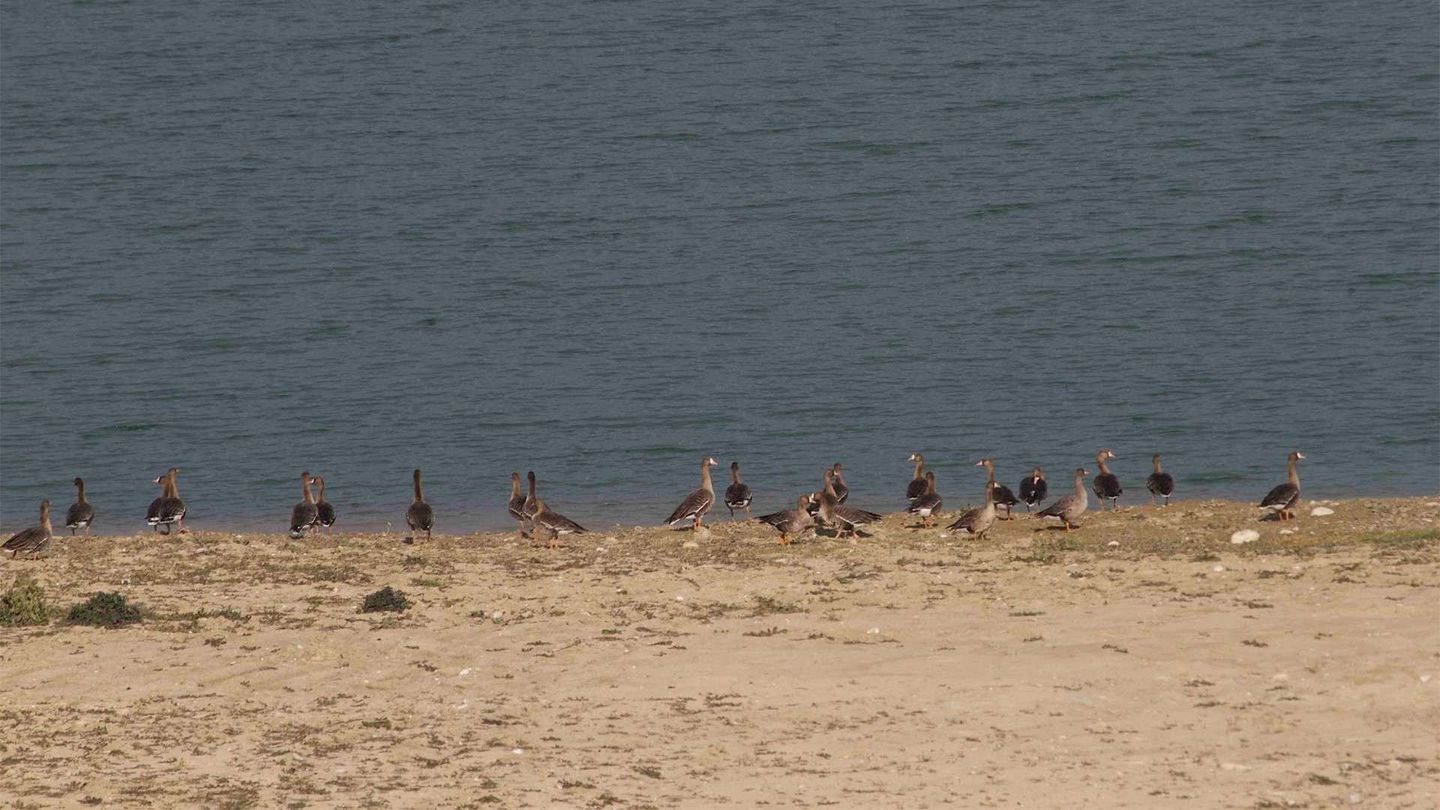 Il popolo migratore