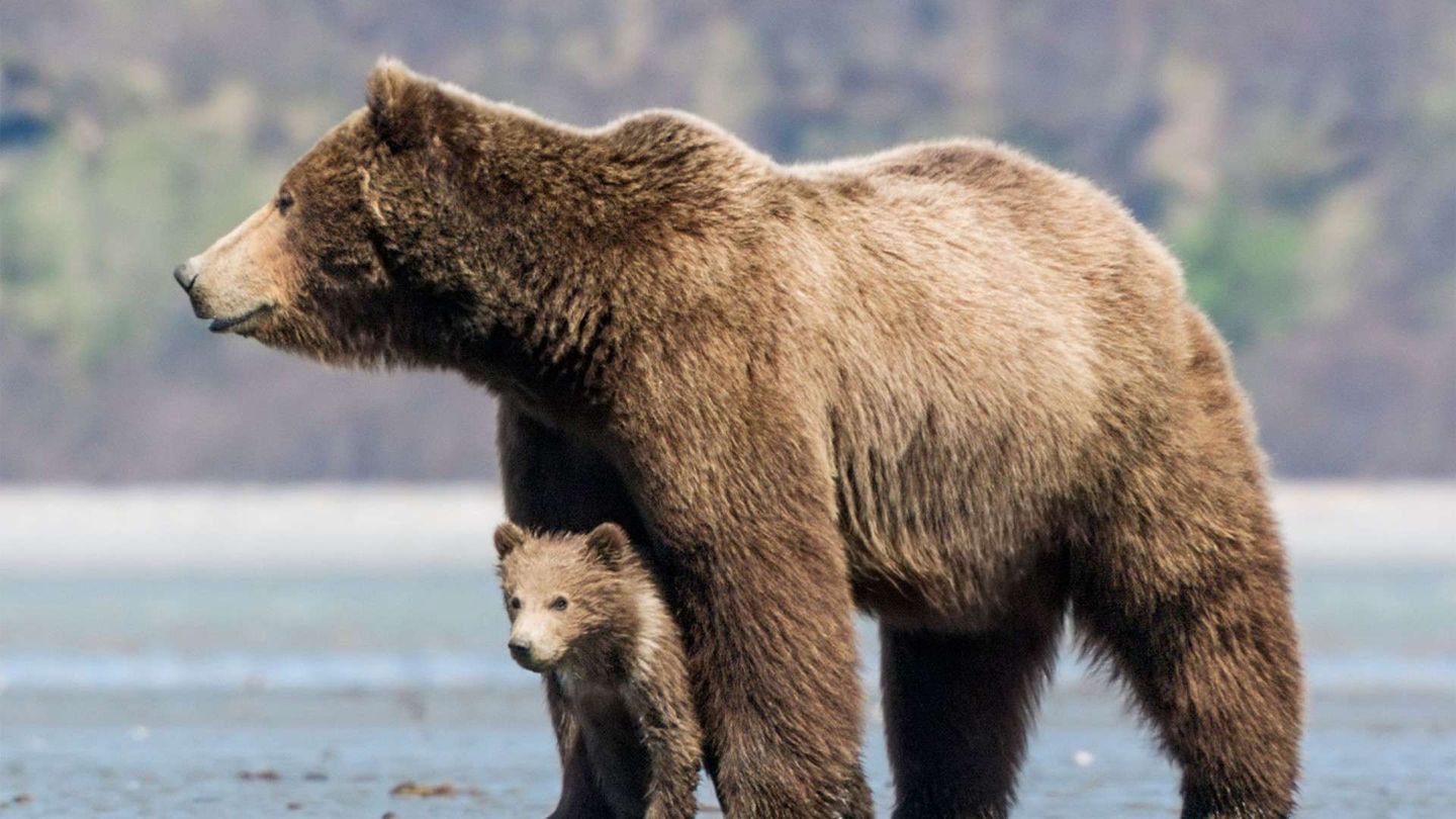 Bears