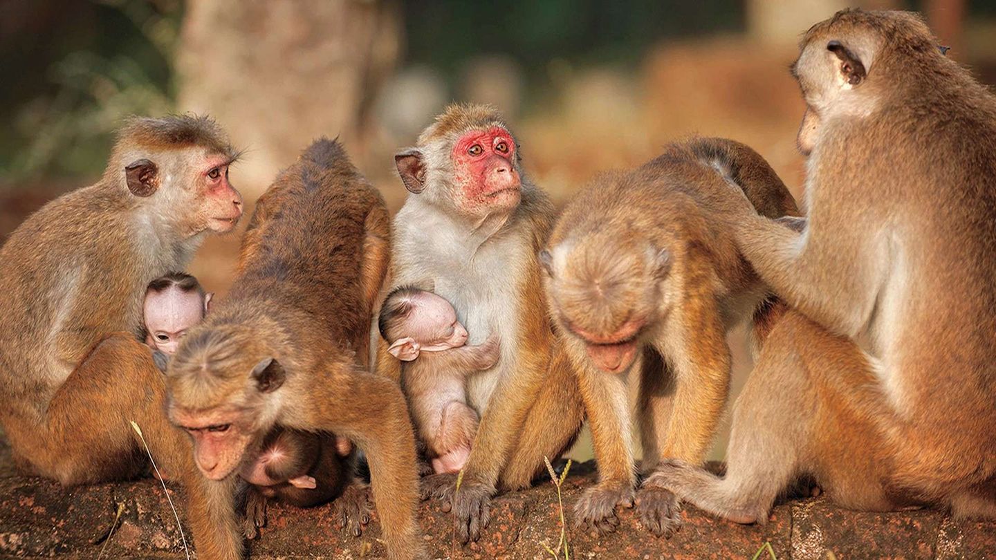 Monkey Kingdom