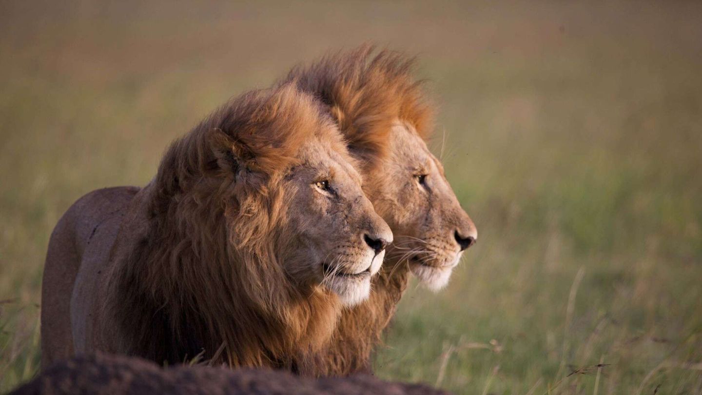 African Cats
