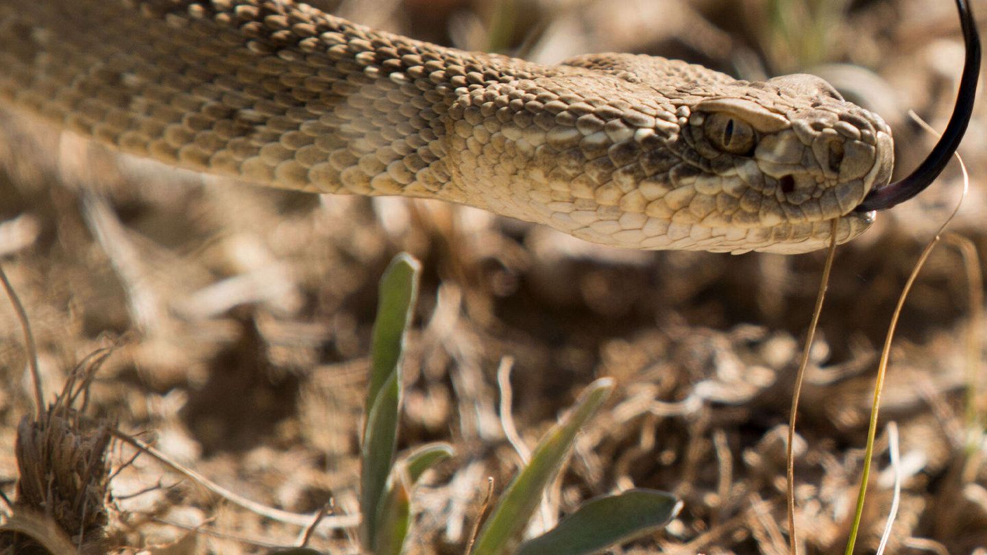 Canada: Un anno nella natura selvaggia