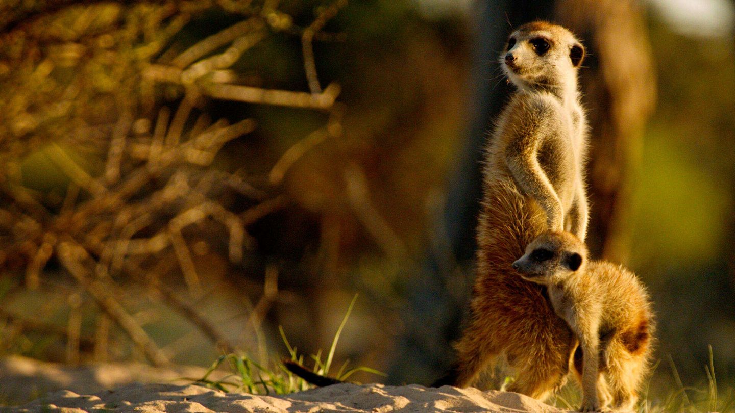 Kalahari - Land of secret alliances