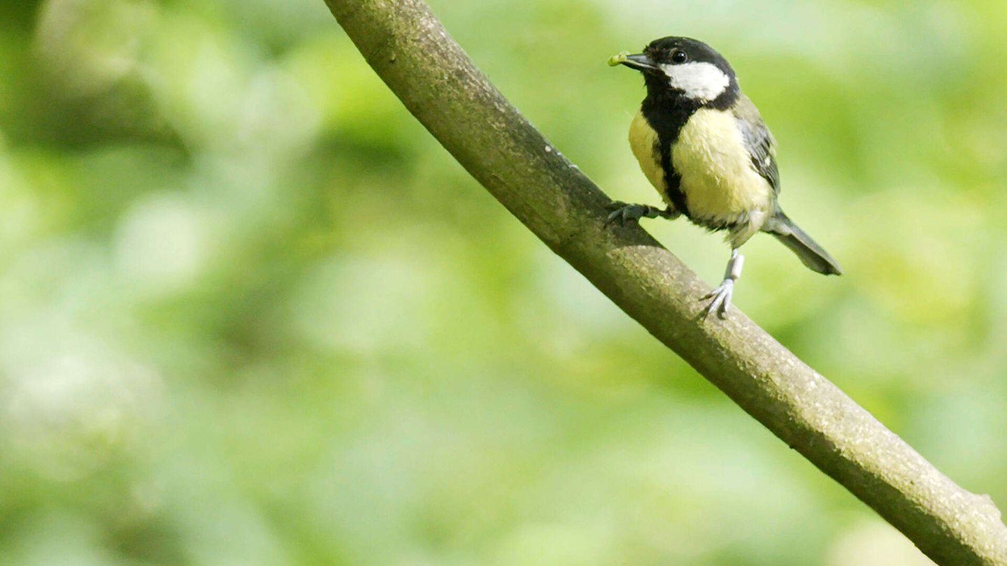 Superconnessi - le reti sociali degli animali
