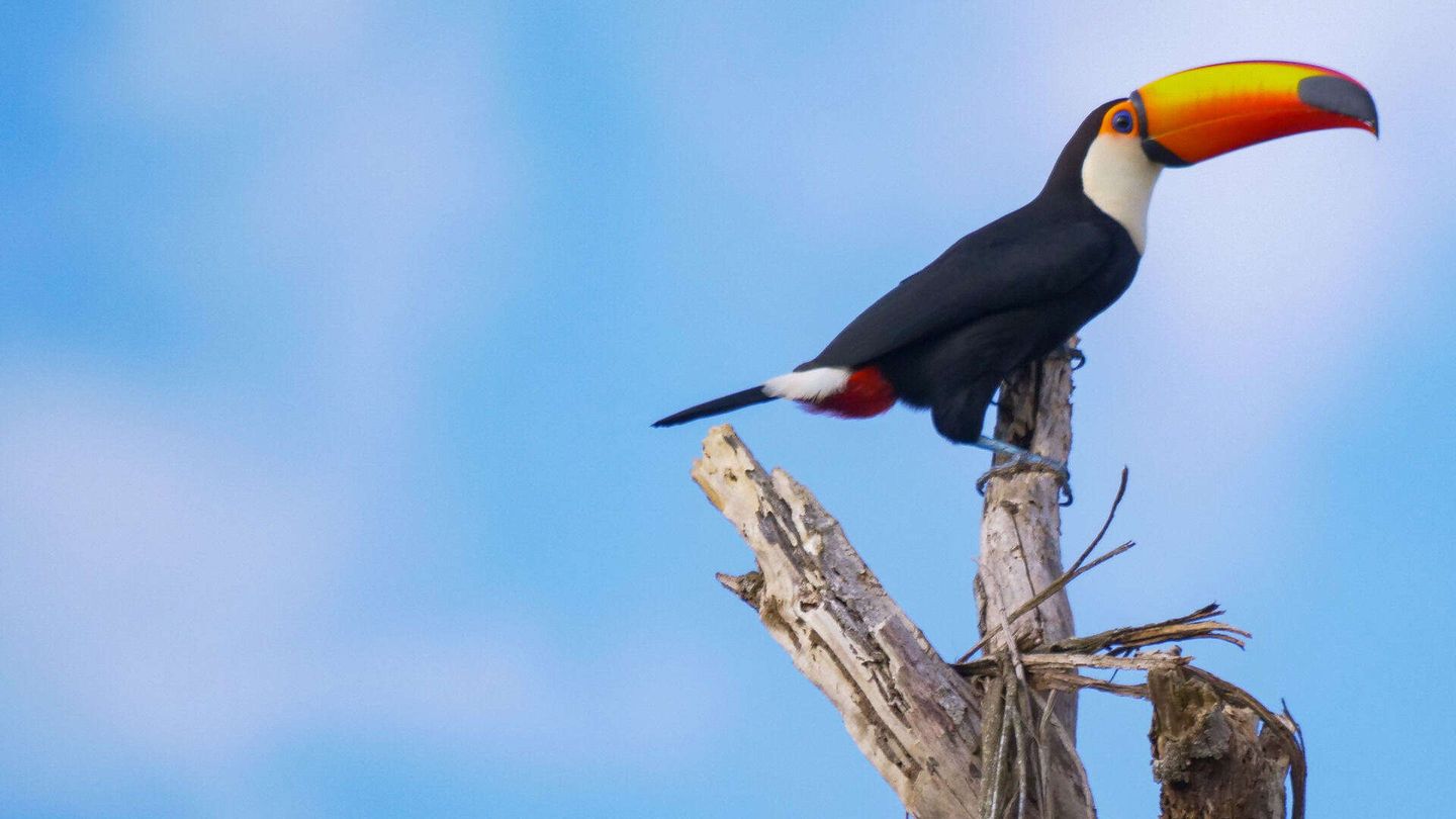 Sud America - Gli animali piu' strani