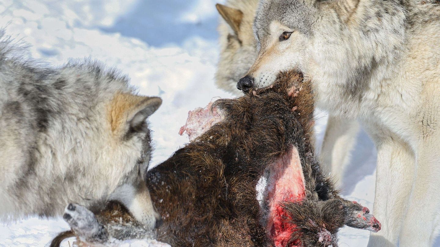 Gli animali piu' pericolosi