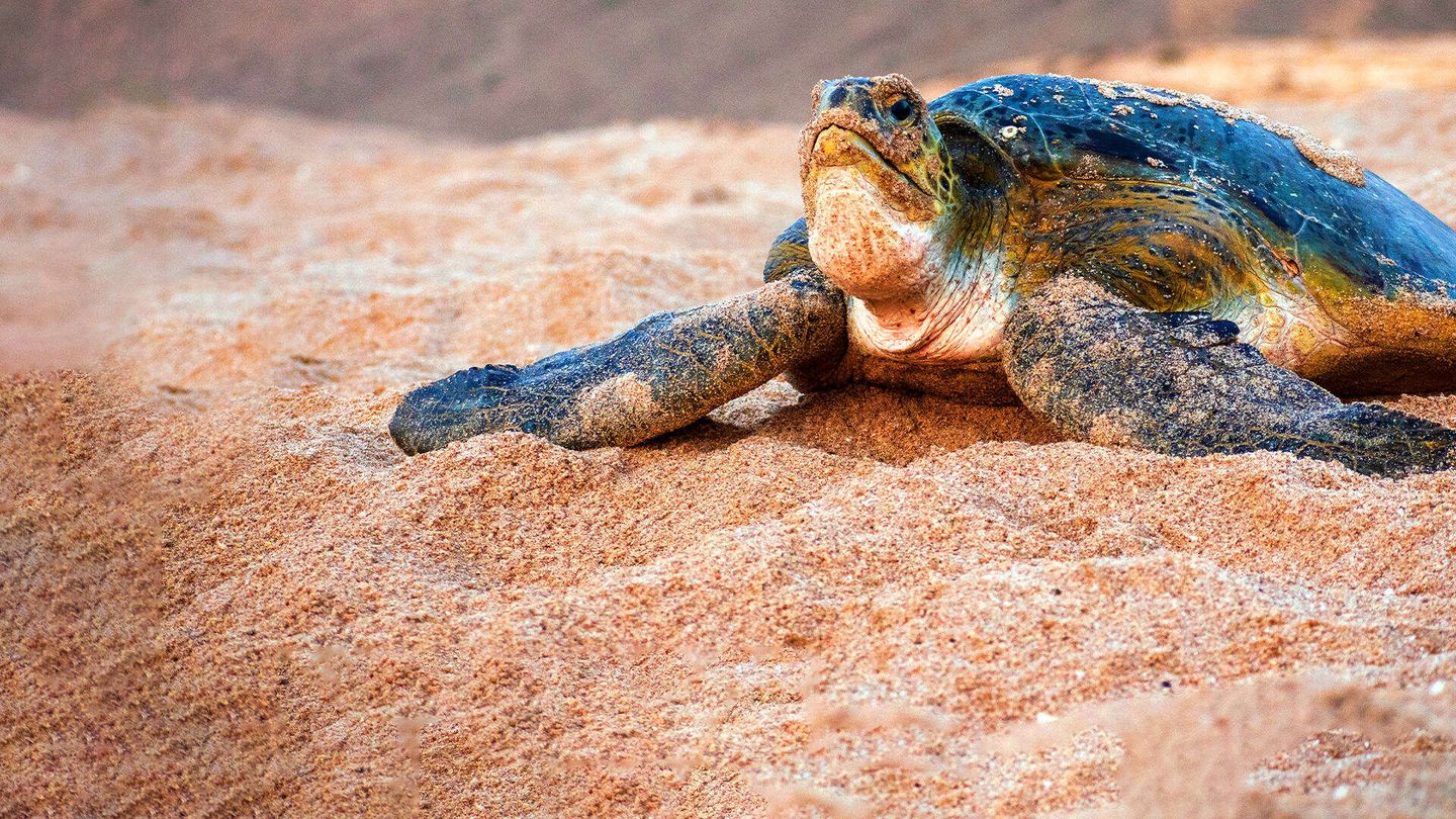 Oman: Meraviglie naturali d'Arabia