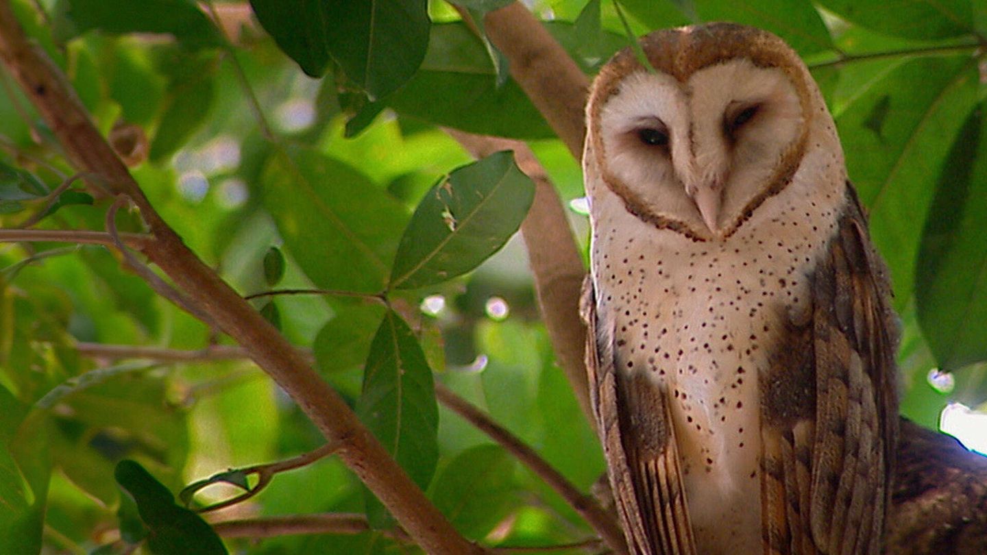 Incontri ravvicinati nel meraviglioso mondo degli animali