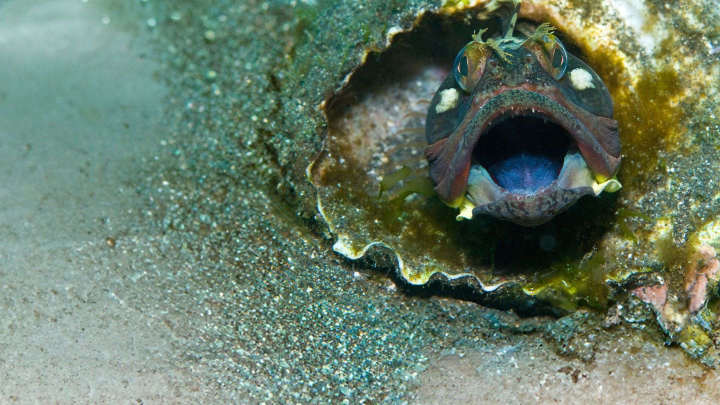 Oceani: Creature bizzarre