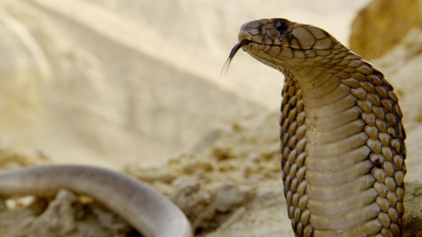 I campioni del regno animale 1
