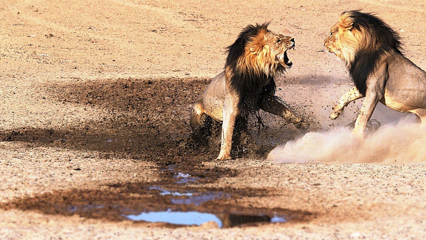 Battaglie animali 1
