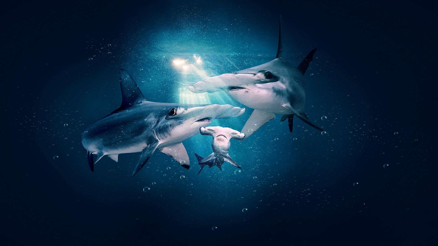 I segreti degli squali martello