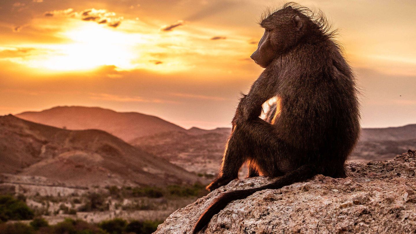 Planet Earth III - Le meraviglie della natura