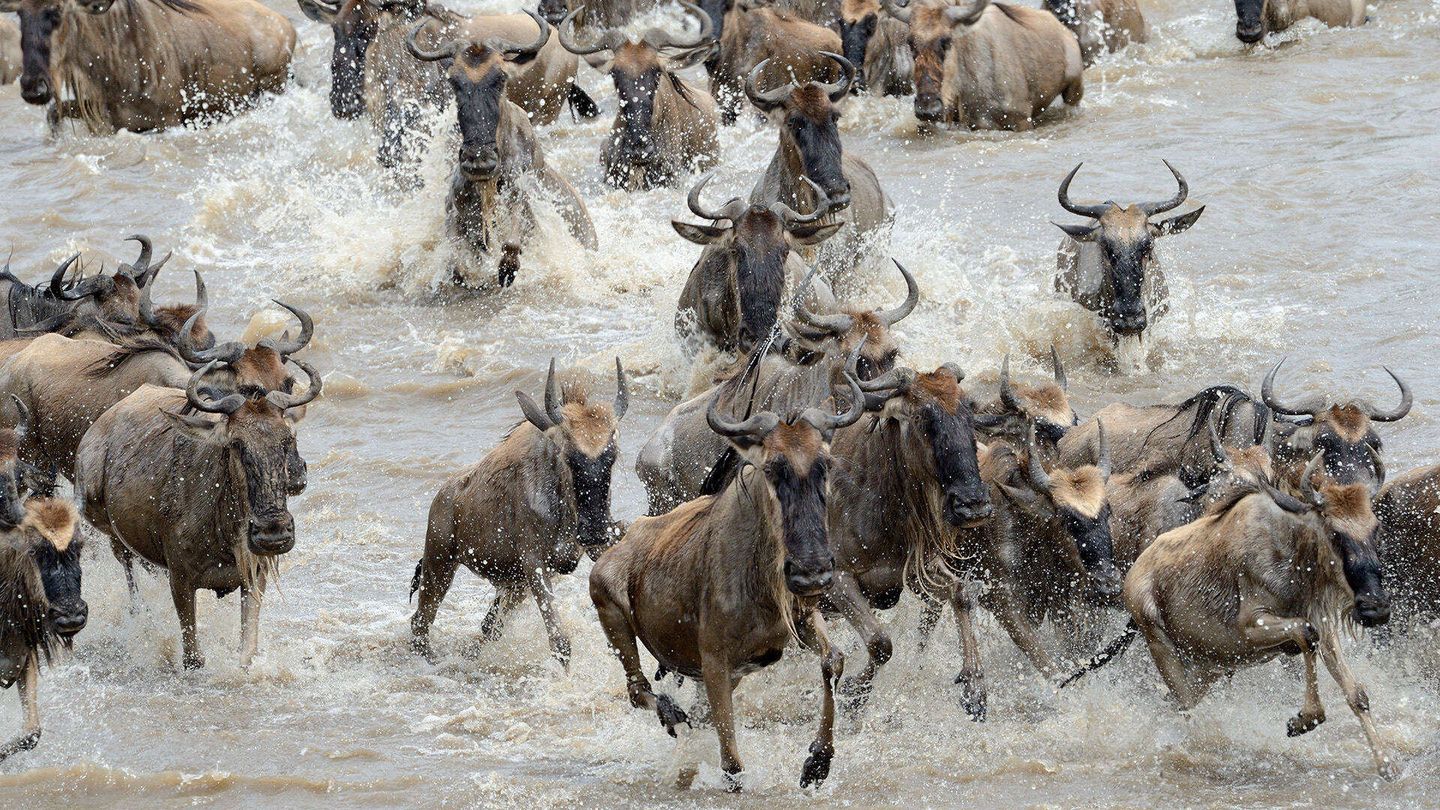 Extreme animals
