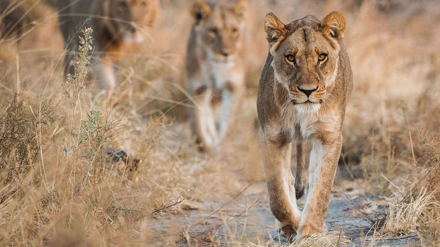 Predatori e prede - L'eterna sfida