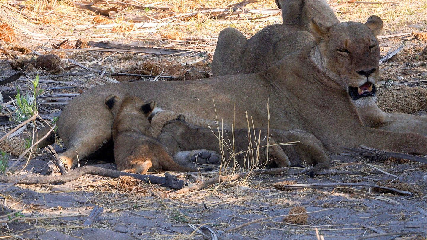 La nostra Africa: Professionisti della natura