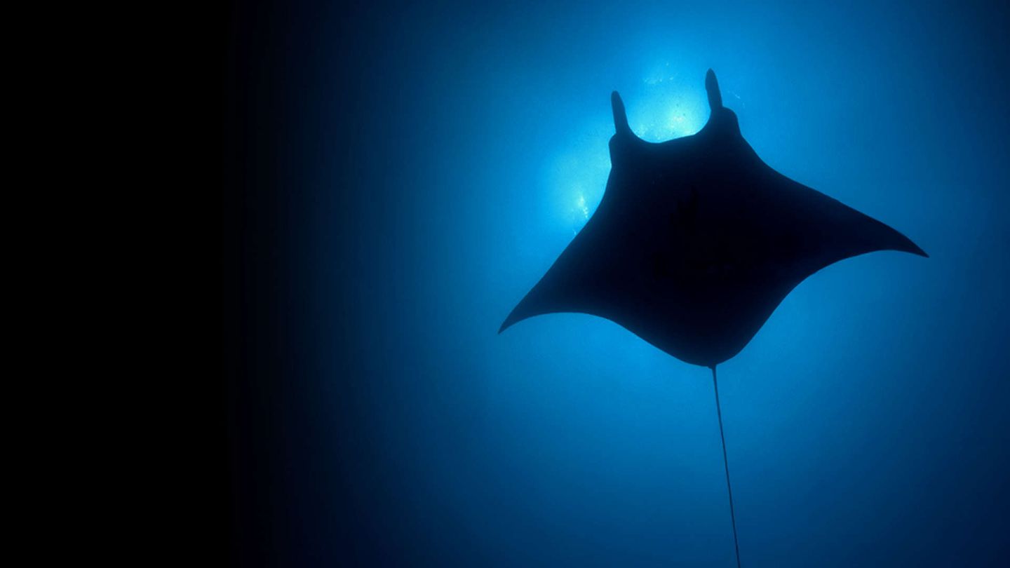 Il Pianeta Blu: la storia naturale degli oceani