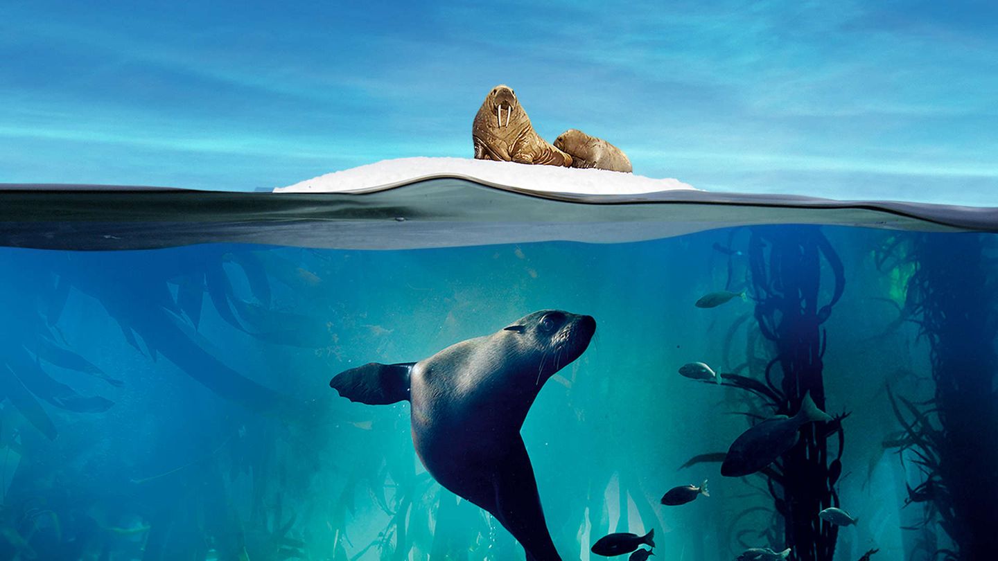 Il Pianeta blu