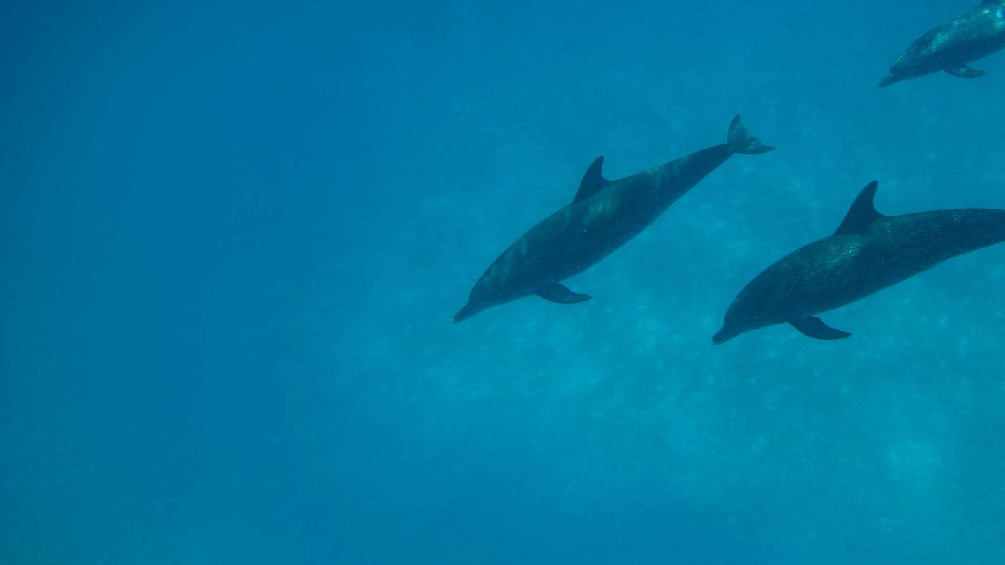 Dolphin Days
