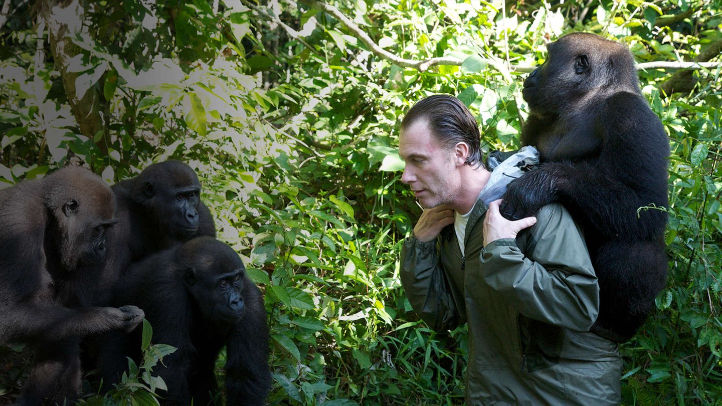 A lezione dai gorilla