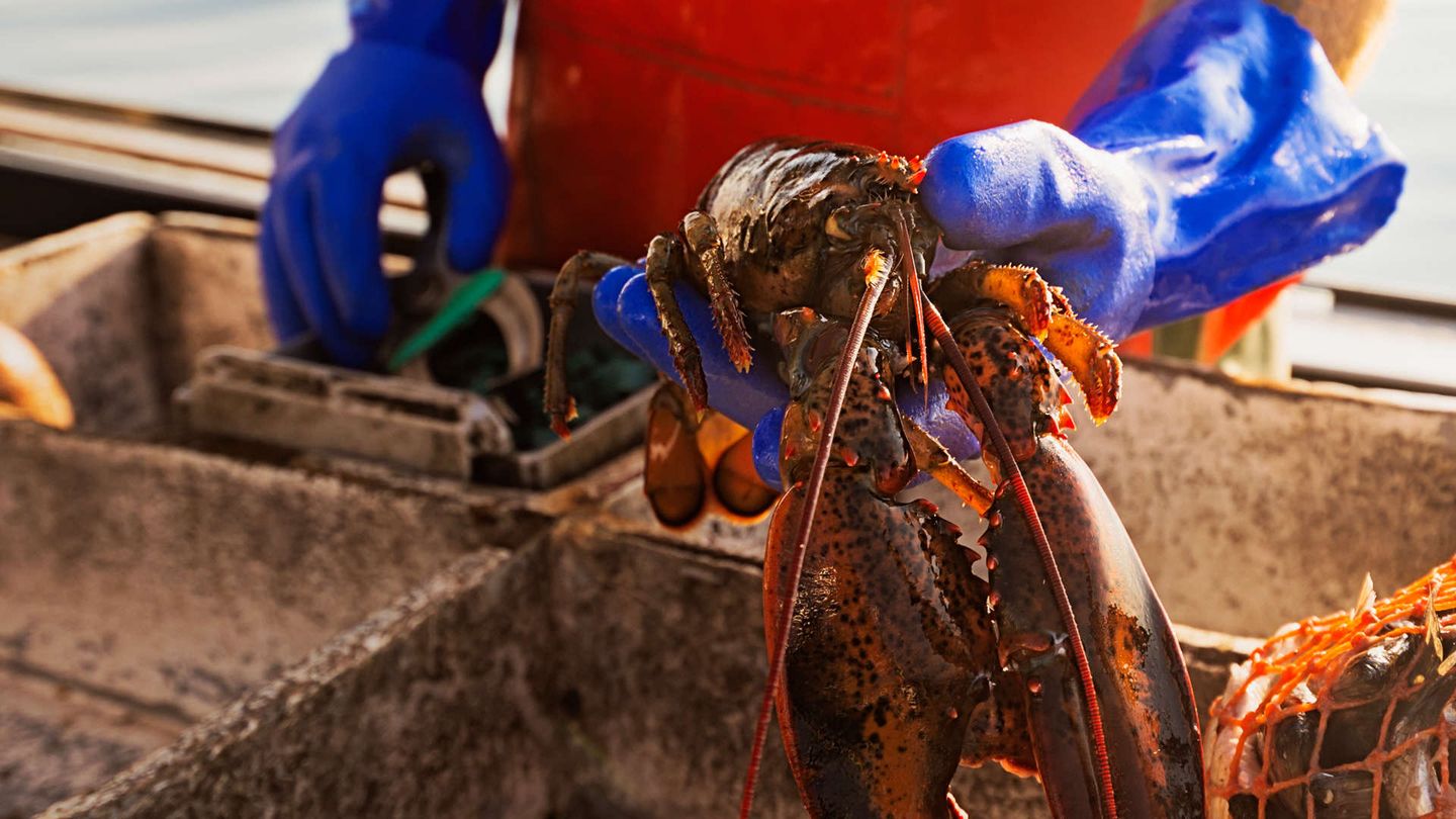Ventimila chele sotto i mari