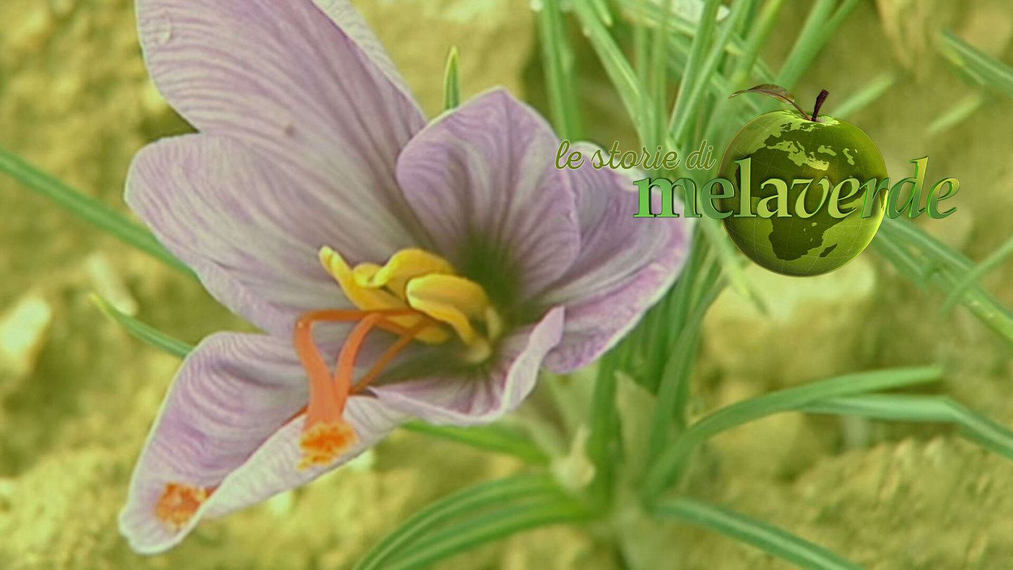 Melaverde '26 - le storie (domenica)