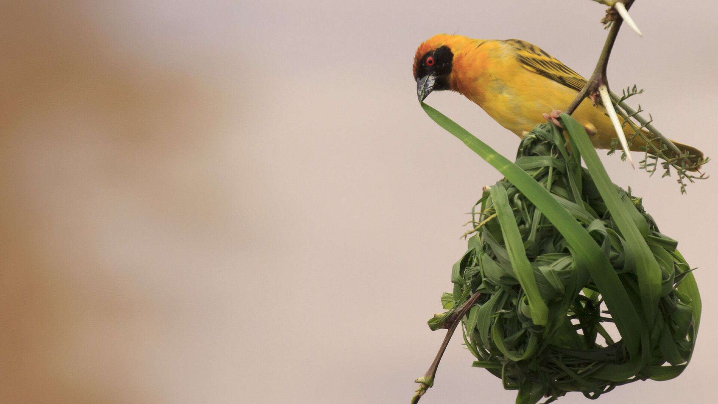 Casa dolce casa - Dove vivono gli animali