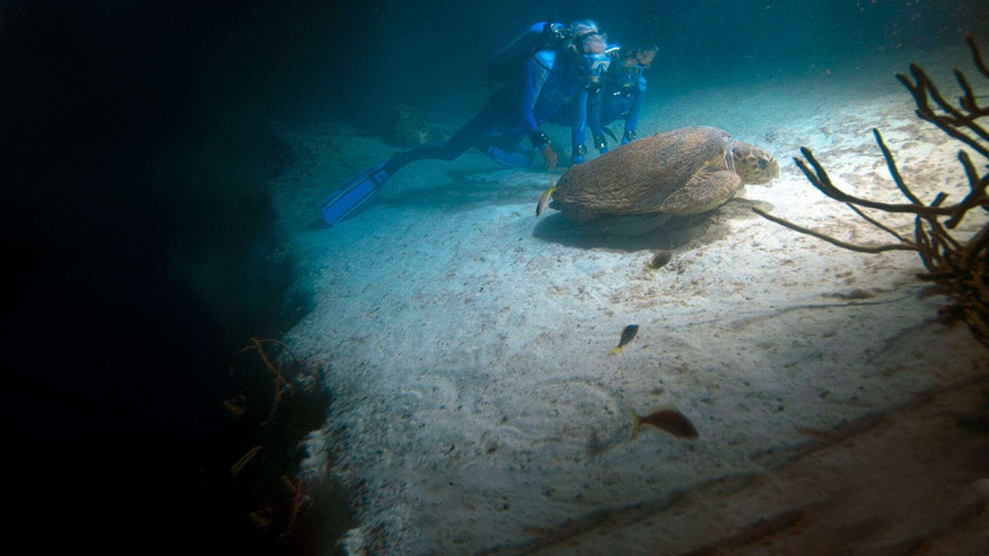 Le meraviglie del mare