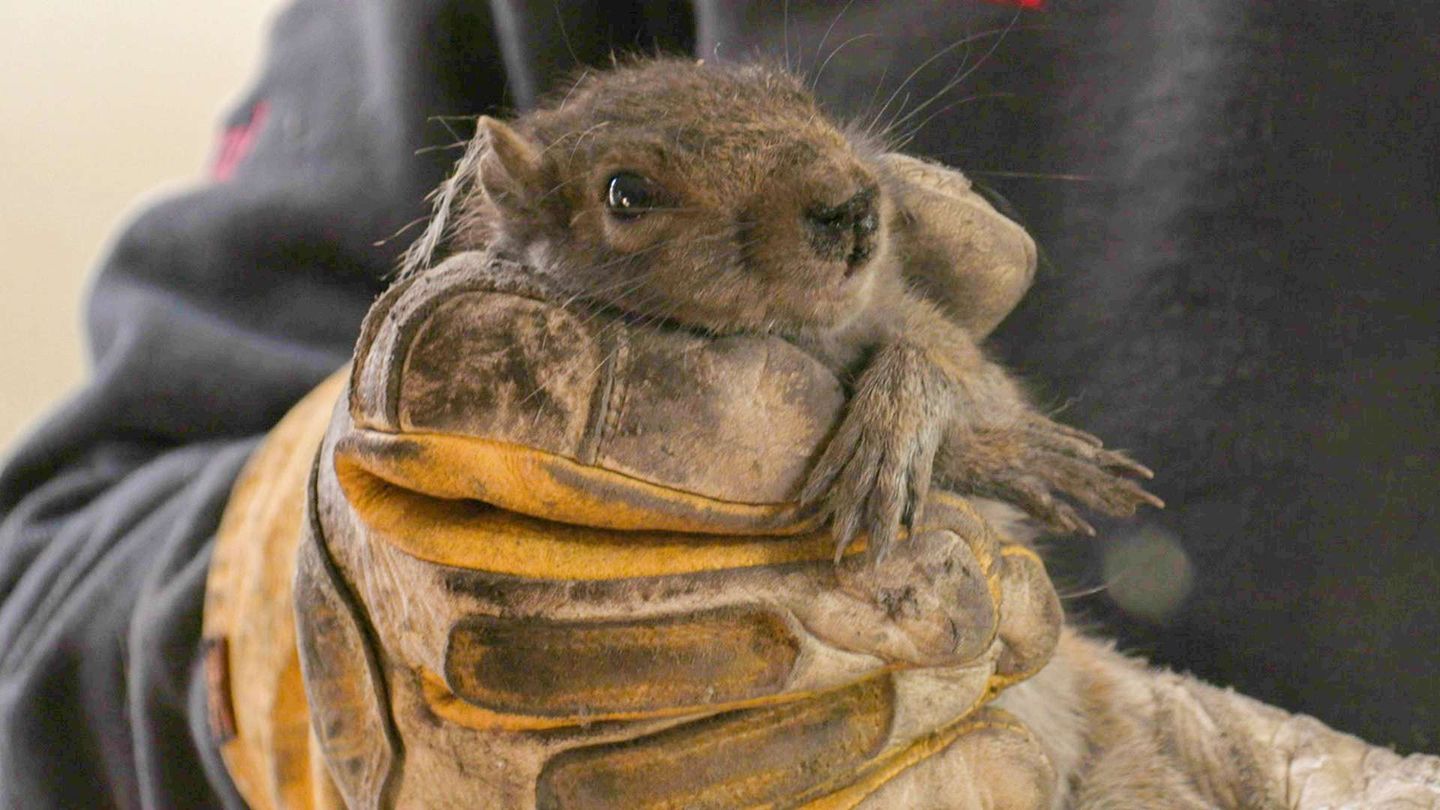Bare Hands Rescue: animali in pericolo