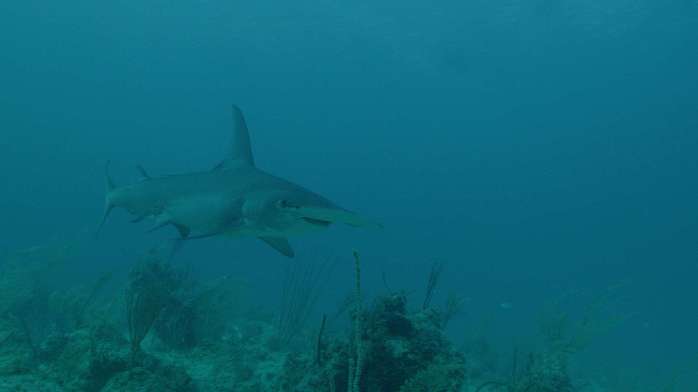 Bahamas: il grande squalo martello