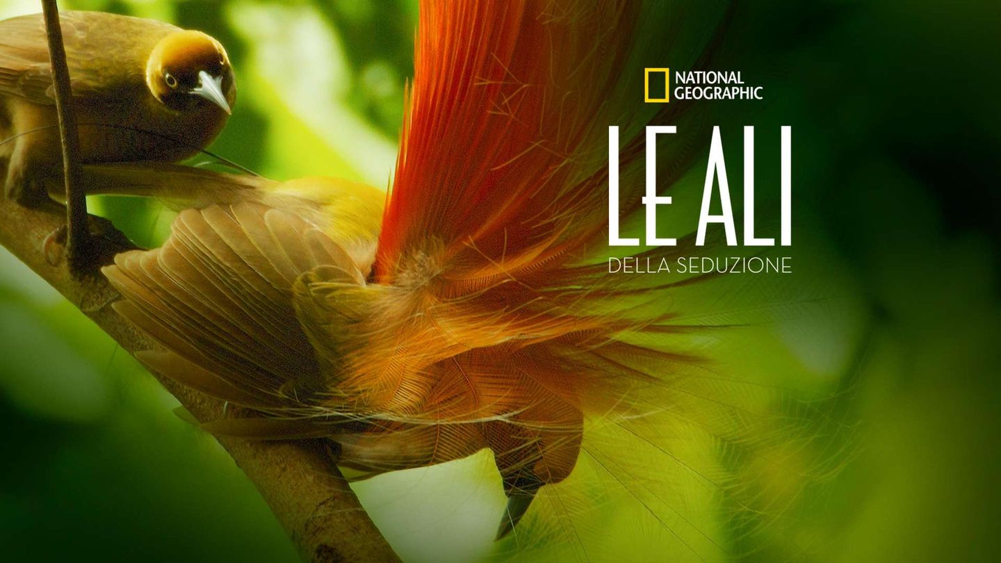 Le ali della seduzione