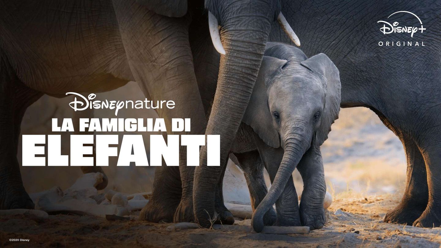La famiglia di elefanti