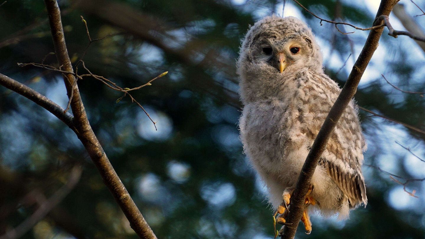 Slovenia - Il trionfo della natura