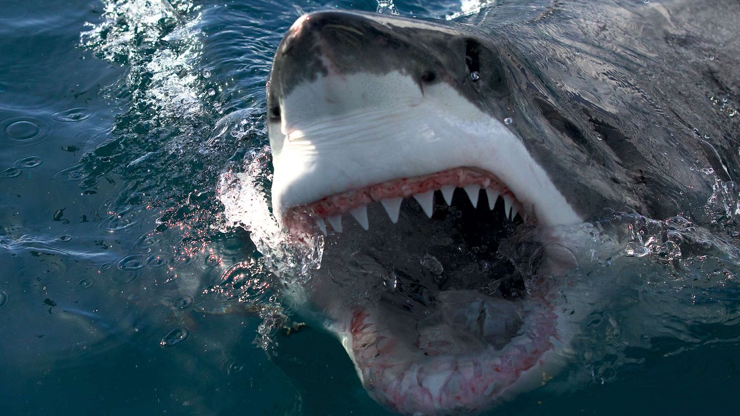 Air Jaws: l’ultima frontiera