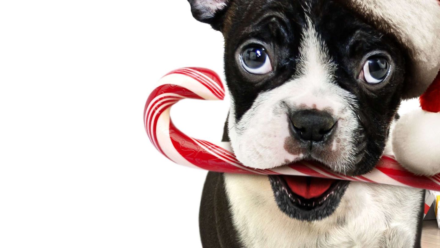 Mamma ho perso il cane