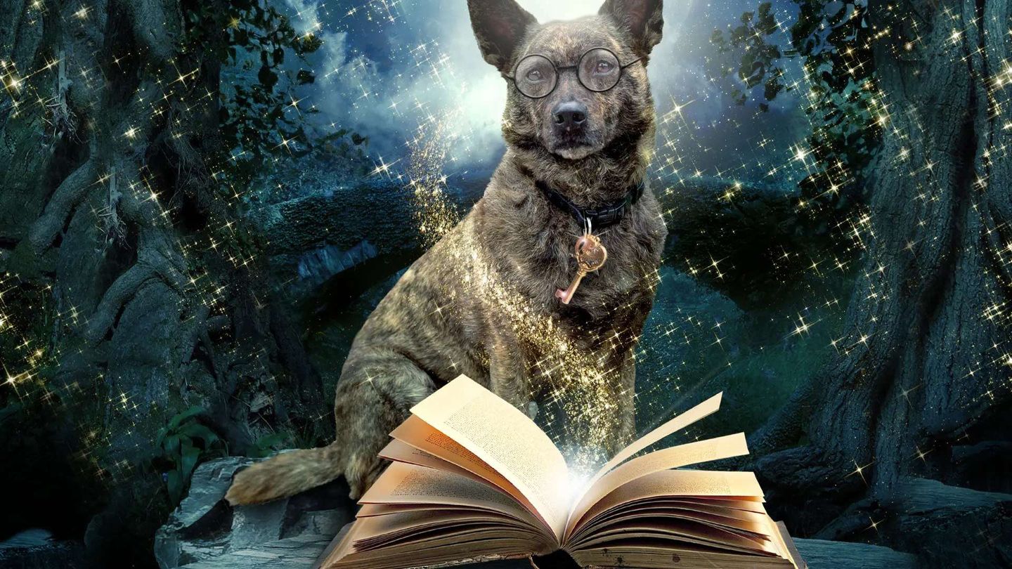 L'incredibile mago di Paws