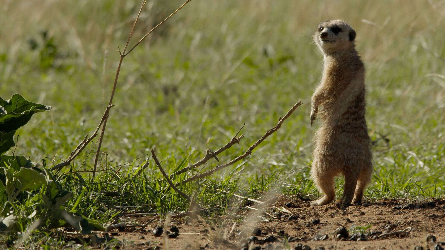 Animali: alleanze strategiche