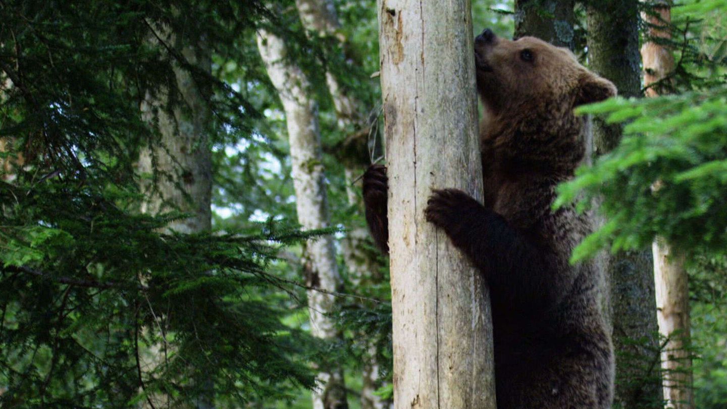 Lupi e orsi: conosciamo i grandi...