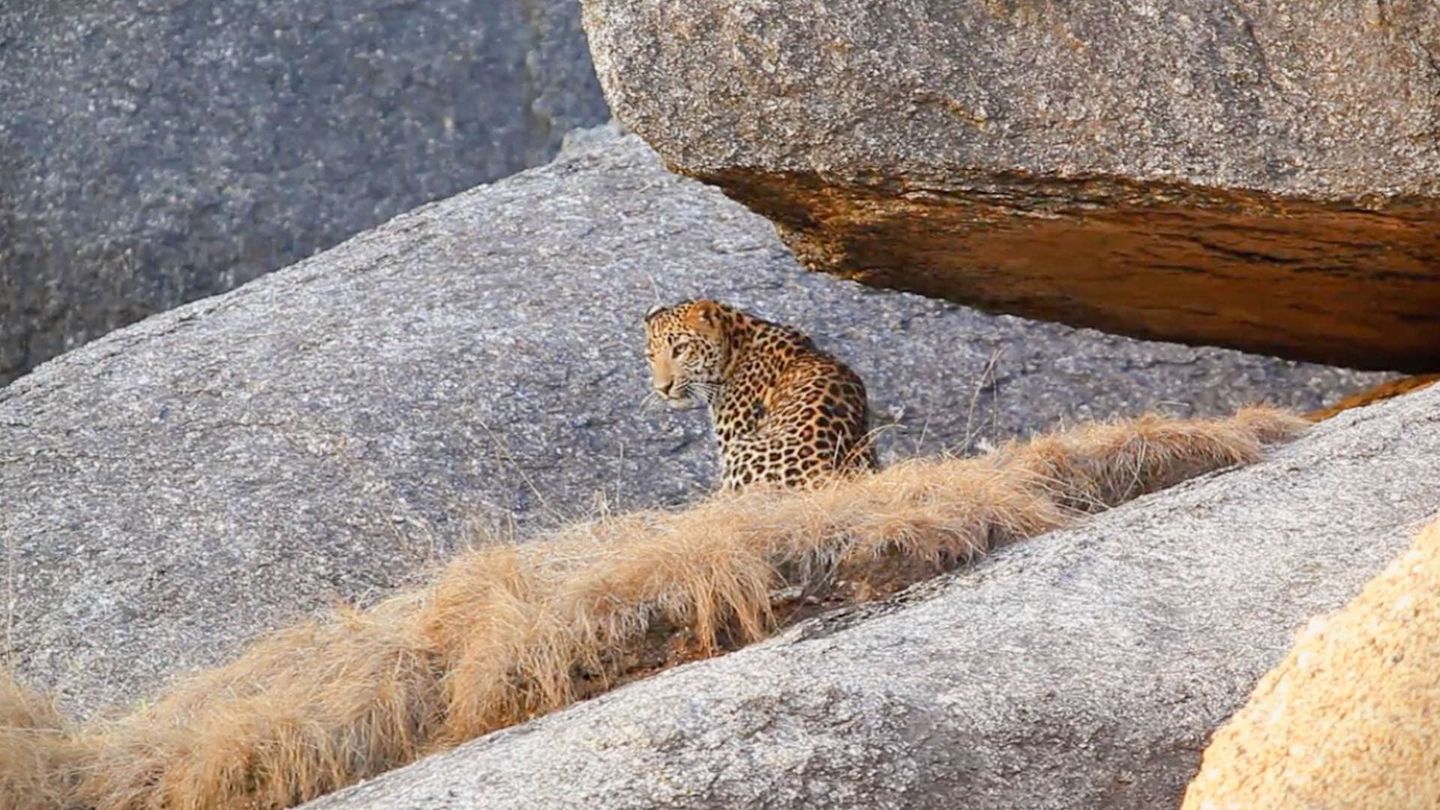 Nel regno del leopardo