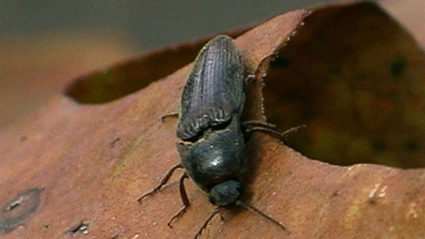 Alla scoperta di nuove creature