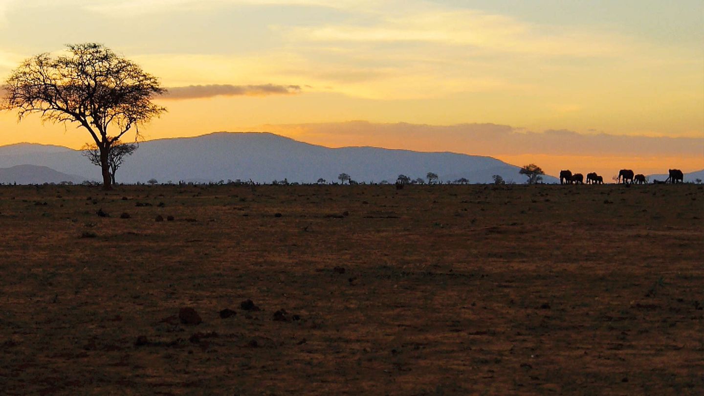 Ivory. A crime story