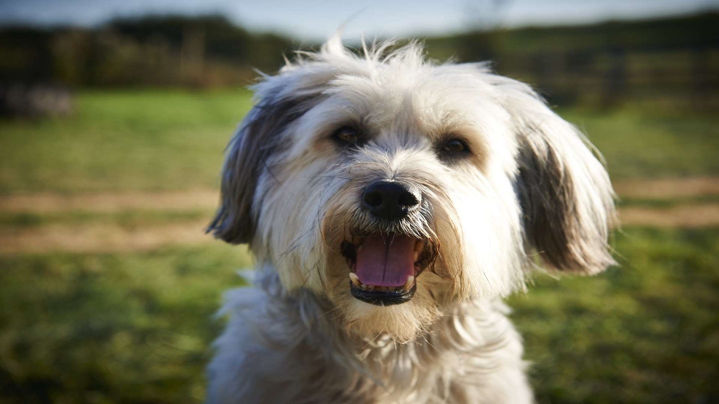 Pudsey - Un ciclone a 4 zampe