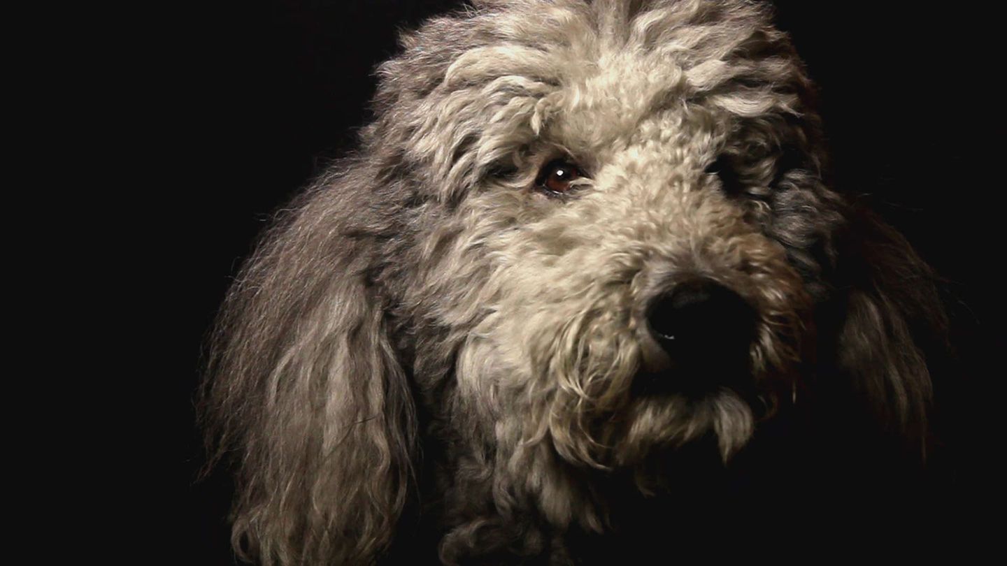 Heart of a Dog