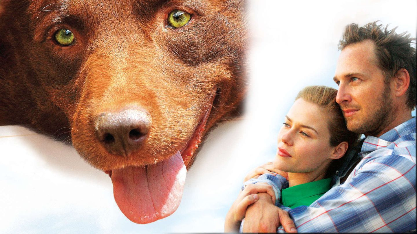 Red Dog