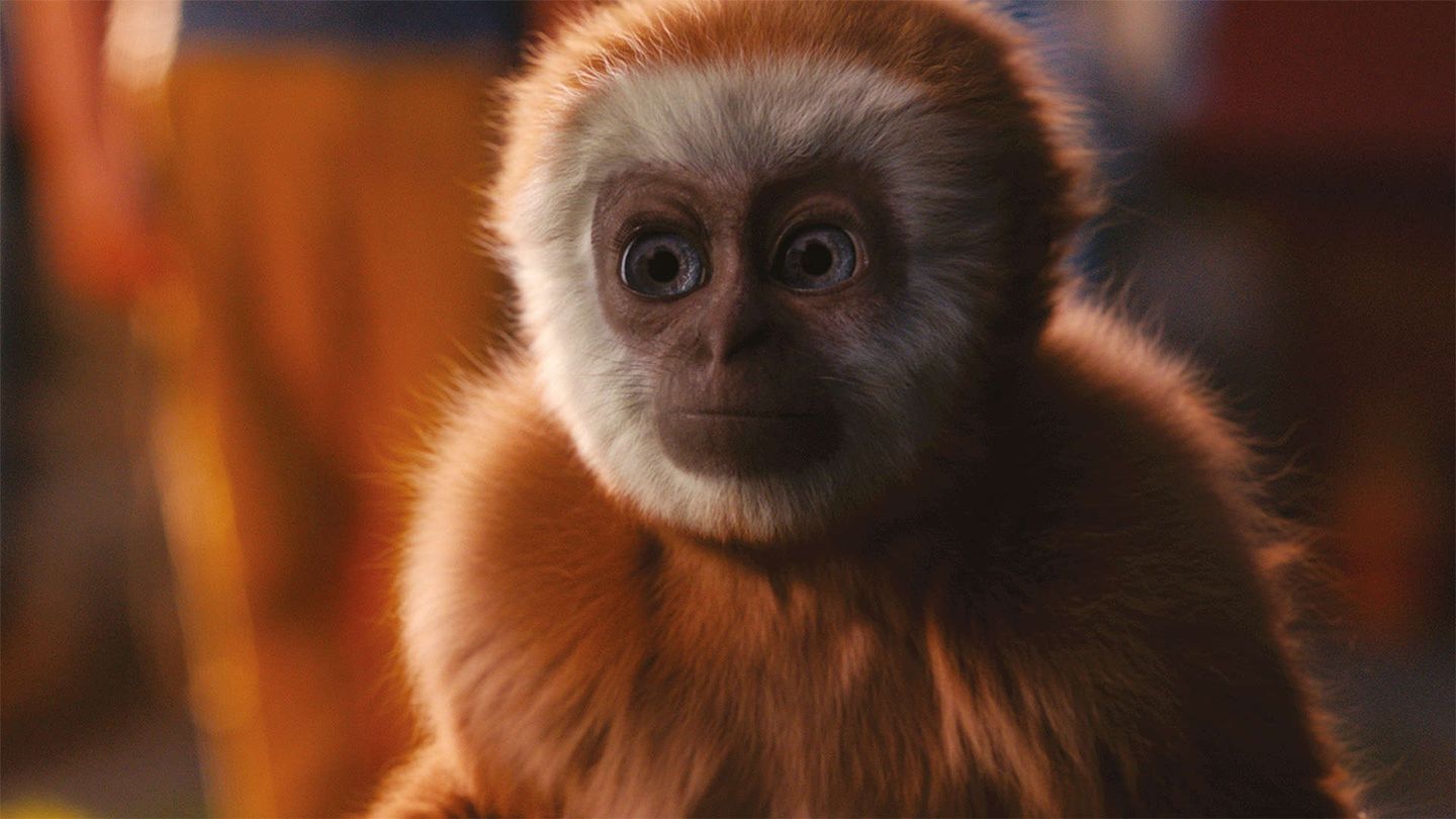 Mia piccola Monky
