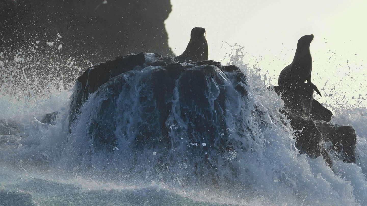 Leoni marini delle Galapagos – Una nuova casa per Leo