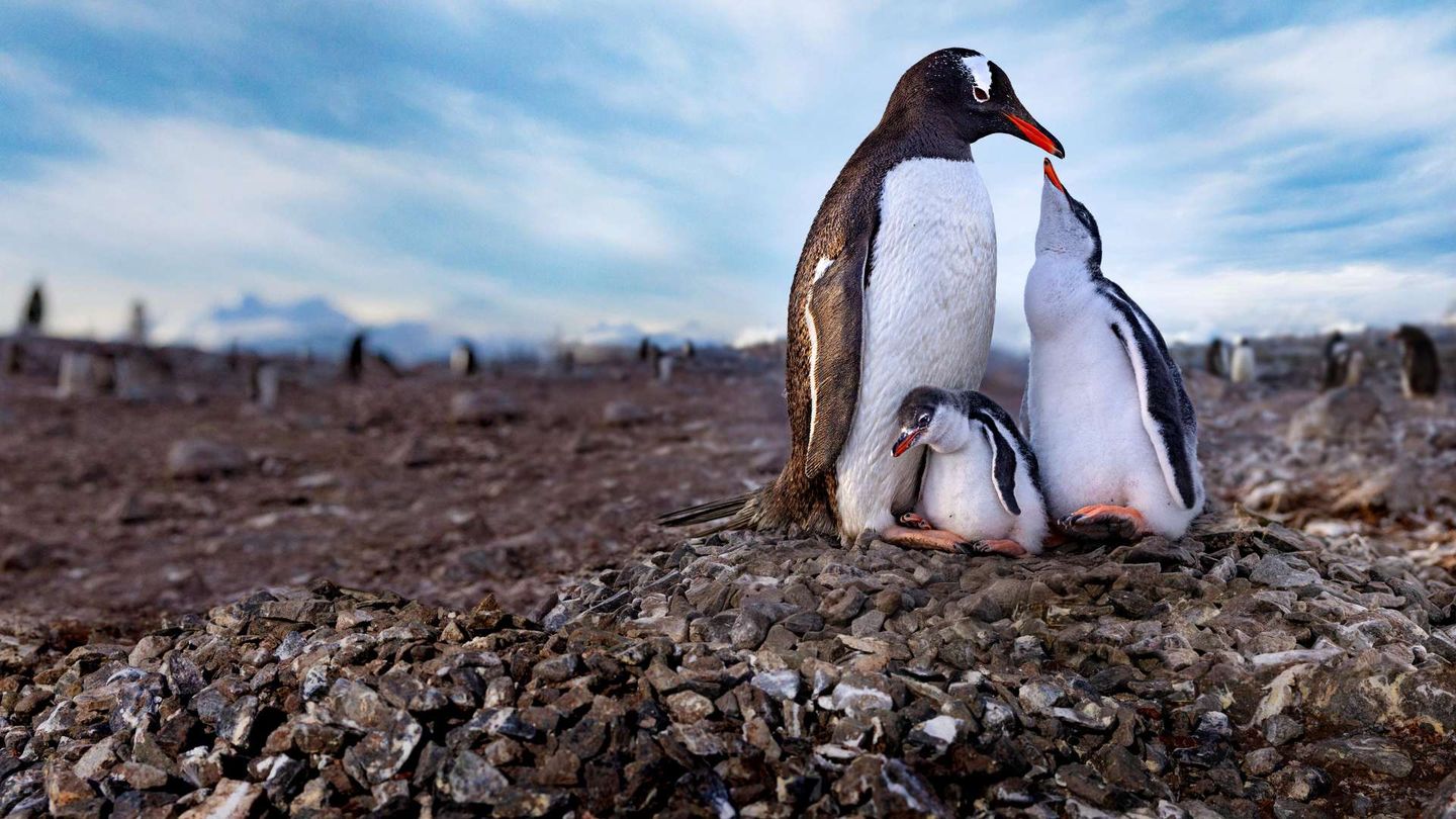 I Segreti dei Pinguini