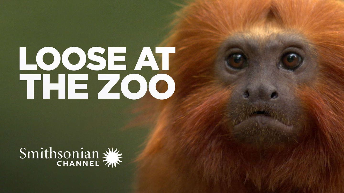 Lo Zoo in libertà