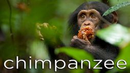 Chimpanzee
